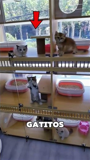 This kitten kept jumping 🥺❤️