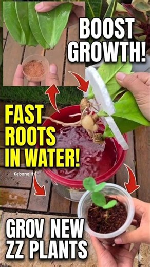 How to Grow New ZZ Plants 10x Faster! 🌿✨