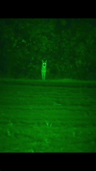 9.6K views · 125 reactions | People ask “red or green for coyotes?”...