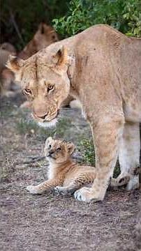 A Mother Lioness Breastfeeding To Her Cubs Their Night-Time Meal | Travins World