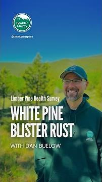 White Pine Blister Rust - Limber Pine Health Survey with Dan Buelow