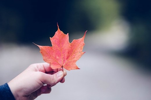 9 Spiritual Meanings of a Leaf Falling on You: Yellow, Red, Orange