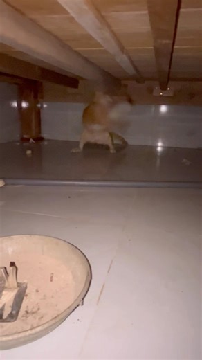 Cats game con meow chơi trò chơi mèo 🐈 bắt chuột #cat #short