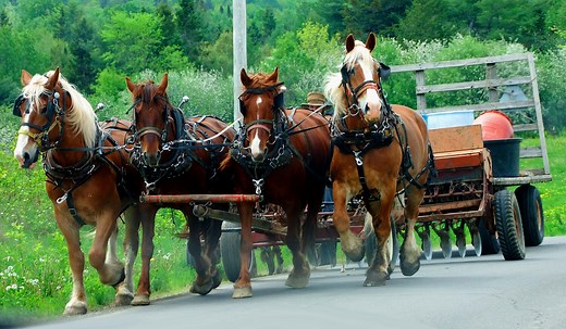 Amish Sheds Camps Buildings For Sale In Maine - Own Maine Real Estate
