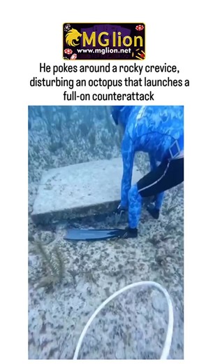 bio life 🧬 on Instagram: "He pokes around a rocky crevice, disturbing an octopus that launches a full-on counterattack #mglion #csmediain This X post from @FAFO_TV (a account focused on "daily fails") features a video of a freediver in a camouflage wetsuit attempting to catch a spiny lobster underwater using a net and stick. He pokes around a rocky crevice, disturbing an octopus that launches a full-on counterattack—latching onto his face and forcing a tentacle down his throat. The diver panics