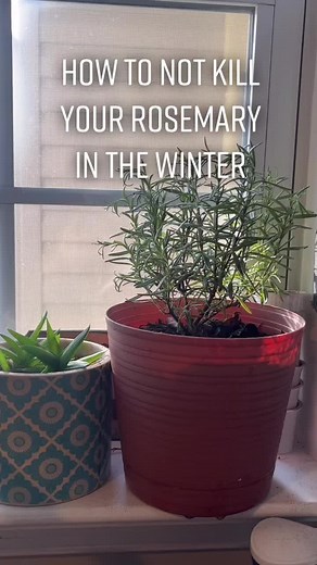 Winter Care Tips for Your Rosemary Plant