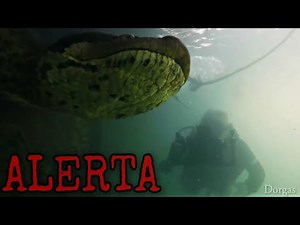 Encuentran SERPIENTE GIGANTE en el Amazonas. / El video que está IMPACTANDO al mundo.