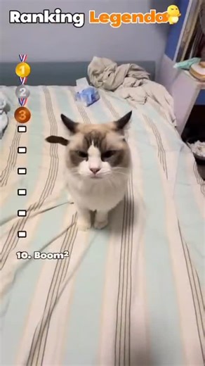 meowsan on Instagram: "#cat #meow #catsofinstagram #cats #meowmeow #love #petlovers #pet #follow #"
