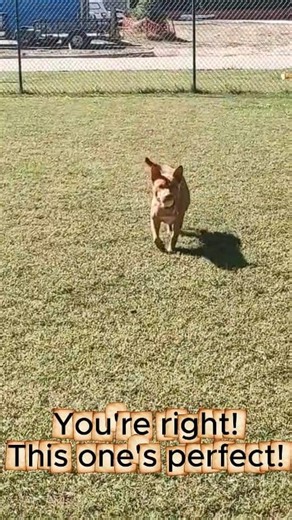 1.7K views · 43 reactions | No tricks, just the sweetest treat of all  Candy Corn is ready to be your forever boo!  #AdoptMe #HowlOween #RescueDog | Gloucester-Mathews Humane Society | Facebook