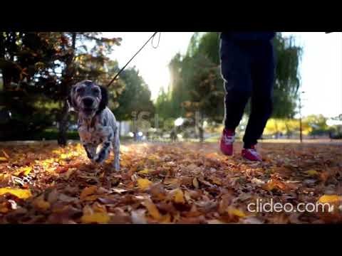 House Training Your Puppy | Easy Potty Training Tips