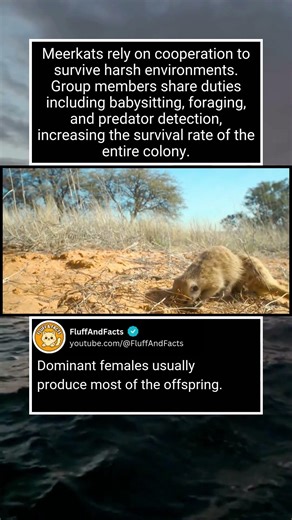 How Meerkats Work Together