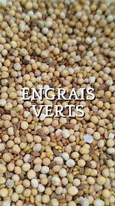 4 engrais verts à planter dès maintenant pour améliorer ton sol cet hiver 🌱🌱🌱 L’automne, c’est le moment parfait pour préparer ton potager au printemps 🌿. Dans cette vidéo, je te présente 4 engrais verts faciles à semer en septembre pour régénérer ton sol naturellement : 🌸 Phacélie : pousse vite, couvre bien le sol et attire les pollinisateurs. Idéale en septembre, mais disparaît avec les premières grosses gelées. 🌼 Moutarde blanche : croissance express, protège et ameublit la terre. À sem