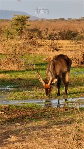 101K views · 735 reactions | A magnificent waterbuck!! Seen in Buffalo Springs National Reserve, Kenya The reservations team at Zebra Plains Collection can help you plan your safari tour across kenya when also staying at one of the Zebra Plains camps in the Maasai Mara. You can get in touch at: reservations@zebraplainsmara.com Or WhatsApp on +254790789122 Download our brochures to learn more about the camps: www.zebraplainscollection.com/brochures | Rob The Ranger Wildlife Videos | Facebook