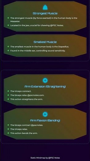 Major Muscle Groups and their Functions