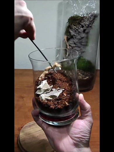 Tiny Terrarium Build 🌱 Satisfying Mini Ecosystem | Atomic City Terrariums