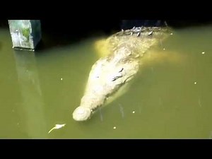 Crocodile Alligator faceoff
