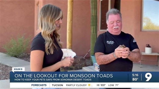 Poisonous toads pose danger to pets during Tucson Monsoon’s storms