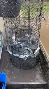 Another fun net | Yellacat Bank Poles