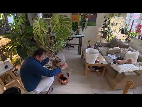 After 5 years Repot my monstera Thai constellation 29.04.2026