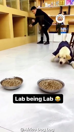 22K views · 282 reactions | The attitude of this Labrado retriever is totally absurd Could this be food aggression or lack of exercise or lack of training? #africodogblog #dogs #doglovers #dogbreeders #dogbreedersoffacebook #labrador | Africo Dog Blog | Facebook