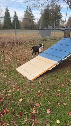 November is Adopt a Senior Pet Month! Senior pets often have a harder time finding adoptive families because of their age, but there are so many benefits to bringing a senior pet into your family. We love our seniors, and encourage potential adopters to consider giving a senior pet their forever home! 💙🐾 #adoptaseniorpetmonth #seniorpet #seniordog #seniorcat #seniorpets #adoptablepets #animalshelter #bensalempa | Women's Animal Center