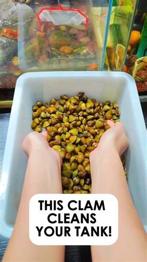 Drop This Golden Clam in Your Fish Tank... Watch It Clean Everything!