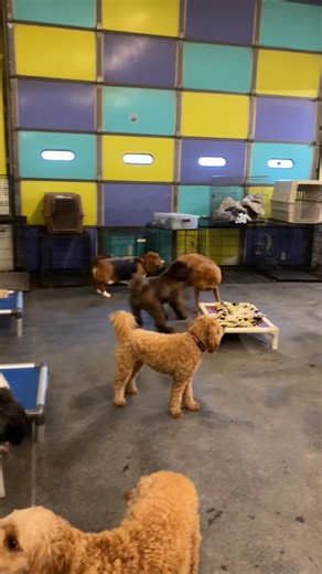 Try to keep up! 🤣🤩 Lucy & Skipper having a blast with their Thursday Little Dog friends! 🥰 | Paws 'N' Play Doggy Daycare