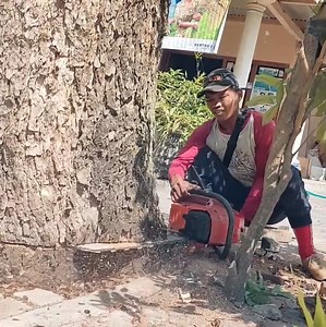 1.6M views · 10K reactions | The best skill man cutting down tree from bottom tree stand near home | Dara-W | Facebook