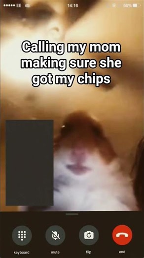 hamster calling meme #relatable?