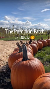 Pumpkin Patch Tickets are now ON SALE! 🎟️🍂 3rd – 5th, 10th – 12th, 17th – 19th and 23rd - 31st Oct. Step into autumn with a full day of fun including selfie stations, pumpkin picking, carving sessions, face painting, live music, spooky trails and lots more! Plus, shop our ‘supermarket of squash’ with a variety of edible and ornamental pumpkins. Saturdays from 11th October 🌙 Stay ‘til late as the patch turns spooky with a pumpkin trail, live music and more! 🎃🔗 Get your tickets via the link i