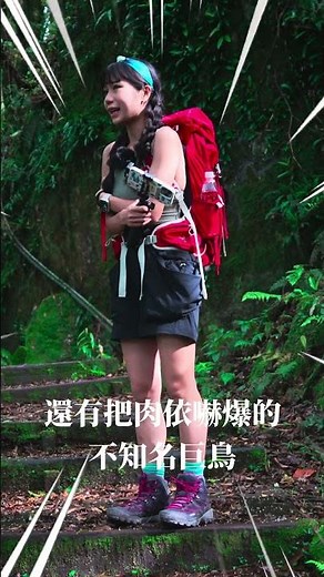 你不知道的阿里山免費超美森林步道！暑假超高CP值登山必去景點！