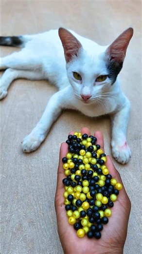 Beads Cat ASMR 🌈 Reverse Satisfying Fun#satisfying #asmr #cat #satisfying #beads