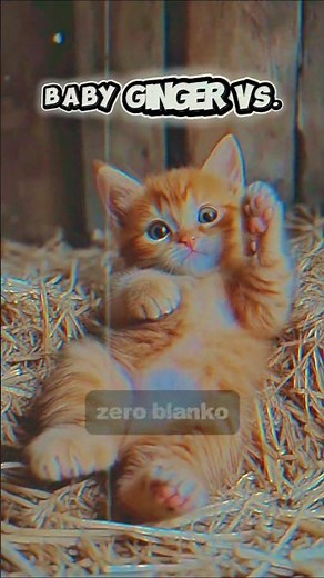 Ginger Cat Secrets: Why Orange Cats Are So Unique #shorts #shortviral #cat