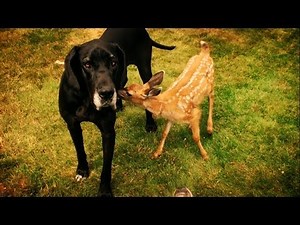Dog babysits deer - Animal Odd Couples Episode 1 Preview - BBC