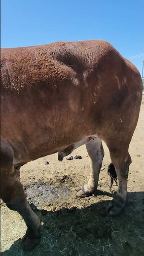 Cow Munching