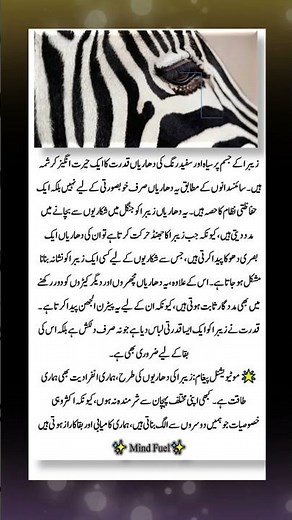 Why Do Zebras Have Black and White Stripes? 🦓 | Amazing Animal Facts #naturemystery #curiousfacts