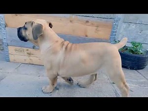 South african boerboel puppy. (4months old).