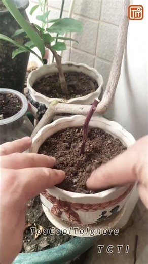 Grow Cuttings Faster with This Simple Aloe Trick 🌱