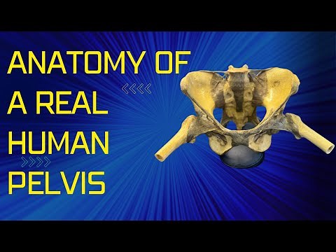 Anatomy & Function of a REAL HUMAN PELVIS and Sacroiliac joint - Truly Amazing!