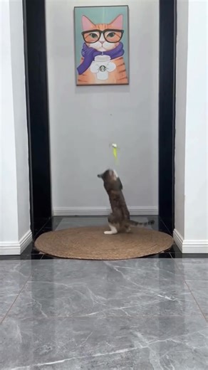 Cats Love It: Watch Them Play with Bouncing Cats Toy. Want one? Check the comment section! | Beautiful cats