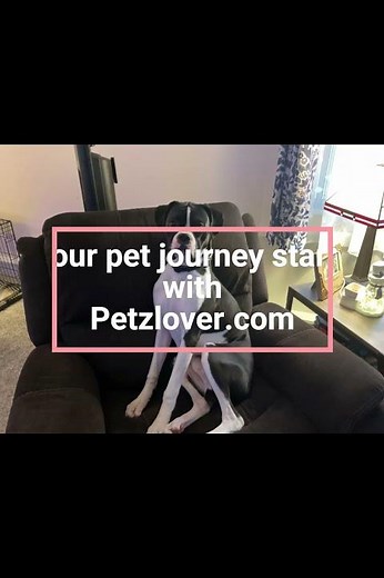🐶❤️ Boxer Puppy for Sale in Chillicothe, Ohio 🐾