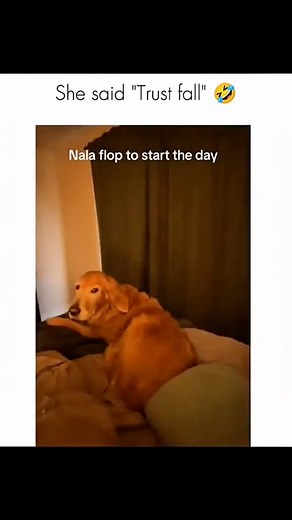 Funny Dogs Compilation🐕😂 #dogs #dogsoftiktok #dog #fbreels #dogsoftiktok #pet #dogs #funnyanimals #dogsofinsta | Goofy Dogs