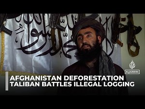 Taliban's 'green force' battles illegal logging in Afghanistan's vanishing forests