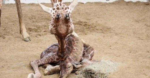 Baby giraffe born at Dallas Zoo