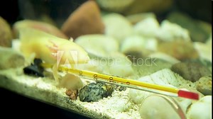 Close-up Mexican Ambistoma Axolotl Mexican Salamander at the bottom of the aquarium