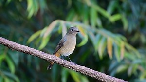 9.7K views · 1.4K reactions | Blue-fronted redstart singing (Phoenicurus frontalis) China,Himalaya. Yunnan, Northeast India. Northern Southeast Asia. | BIRDS & Nature | Facebook
