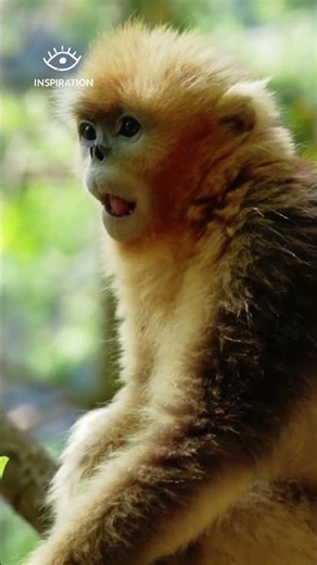 Meet China's Golden Monkeys | The Cutest Residents of Jiuzhaigou