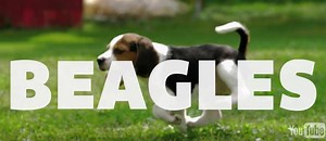 Video: Beagle Facts That Every Beagle Fan And Parent MUST See!