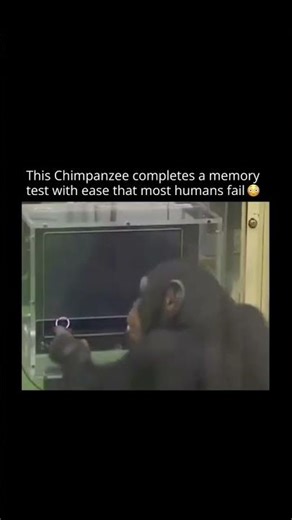 This Chimpanzee completes a memory test with ease that most humans fail 😍