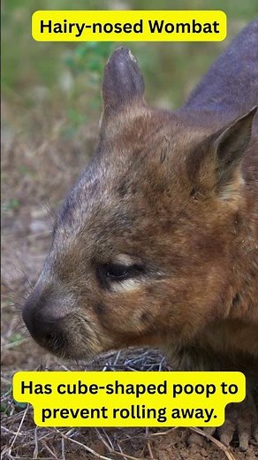 Fun Facts about Animals of the World – Hairy nosed Wombat